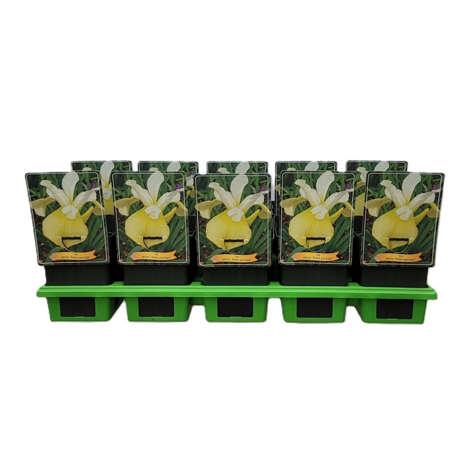Iris Sibirica 'Butter and Sugar' P11, D 11