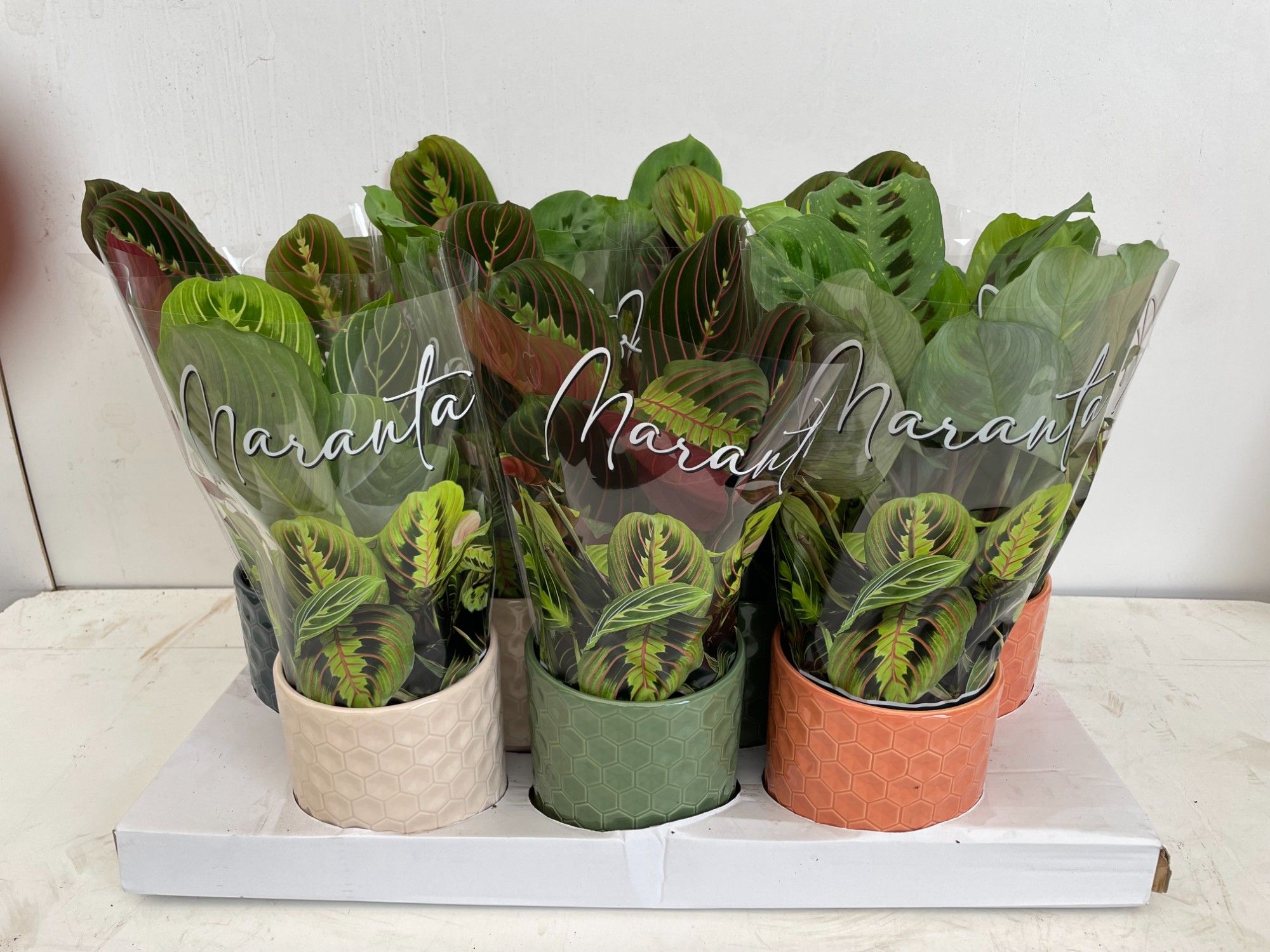 Maranta mix in Keramiek, D 12