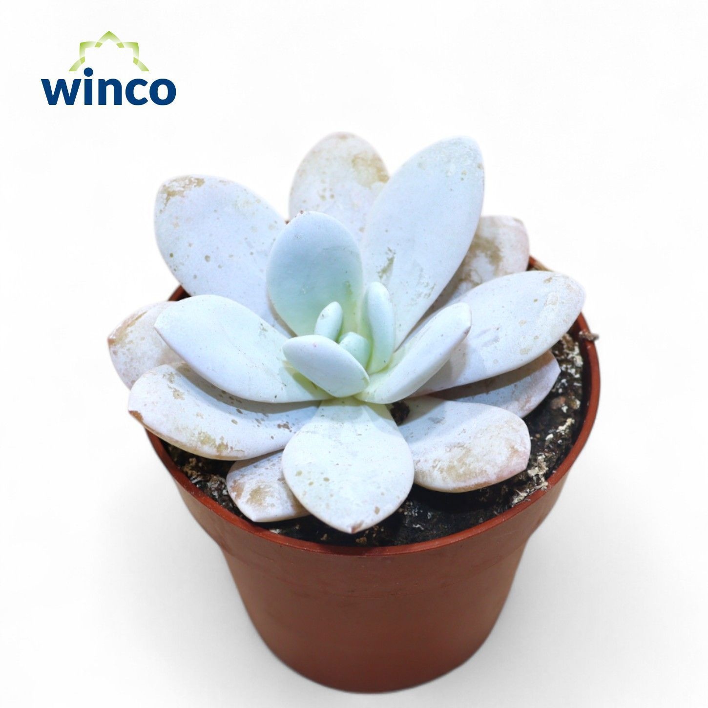 Echeveria Laui, D 8,5