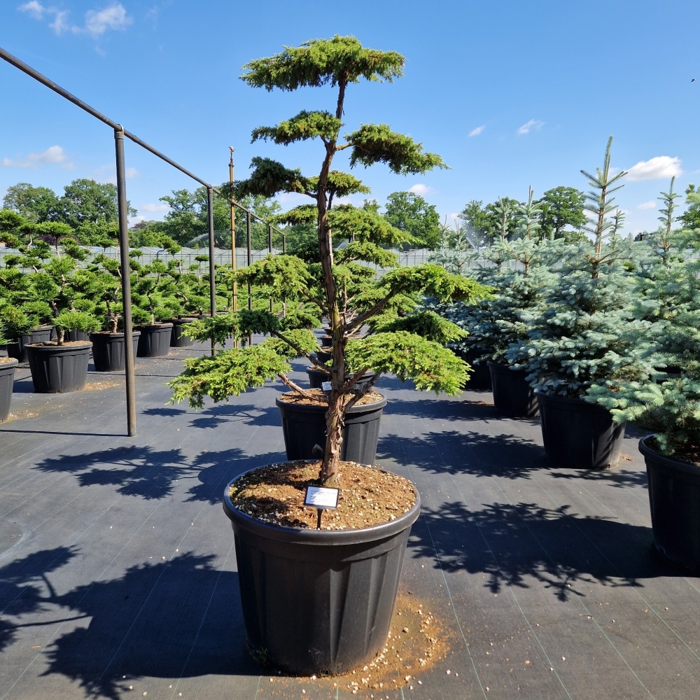 Juniperus comm. 'Green Carpet', D 70 cm