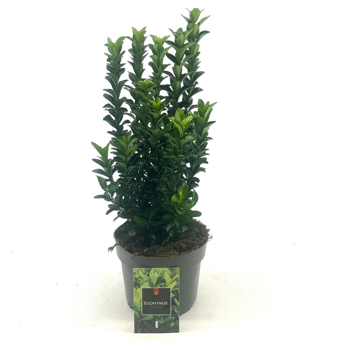 Euonymus jap. 'Green Spire', D 17