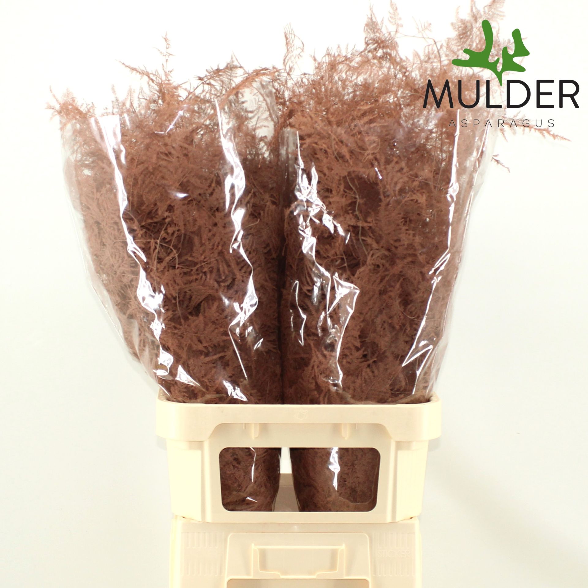 Аспарагус Овериг Крашеный (краш. ) 85, шт.