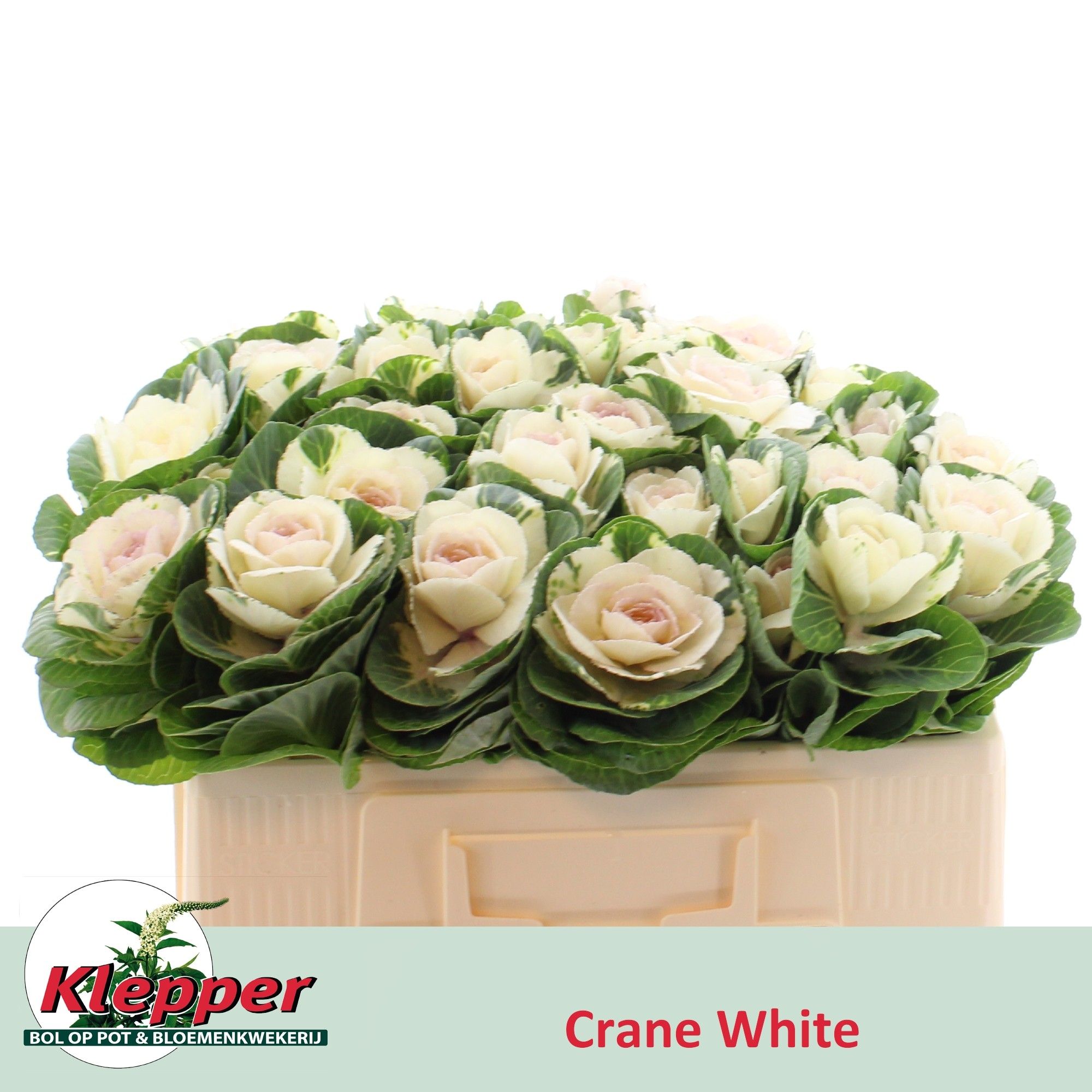 Брассика Вайт Крэйн 50, шт.