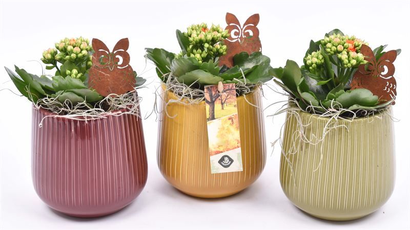 Keramiek pot kl.mix 10cm, D 12 cm Keramiek pot kl.mix 10cm, D 12 cm
