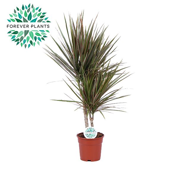 Dracaena Bicolor p17, 30+10, D 17 cm