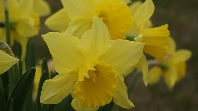 NARCISSUS INCOMPARABILIS 'CARLTON', D 27