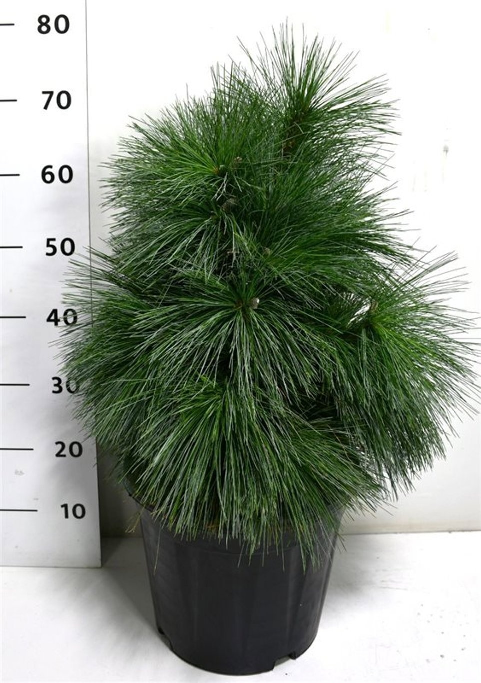 Pinus schwerinii 'Wiethorst', D 32 cm
