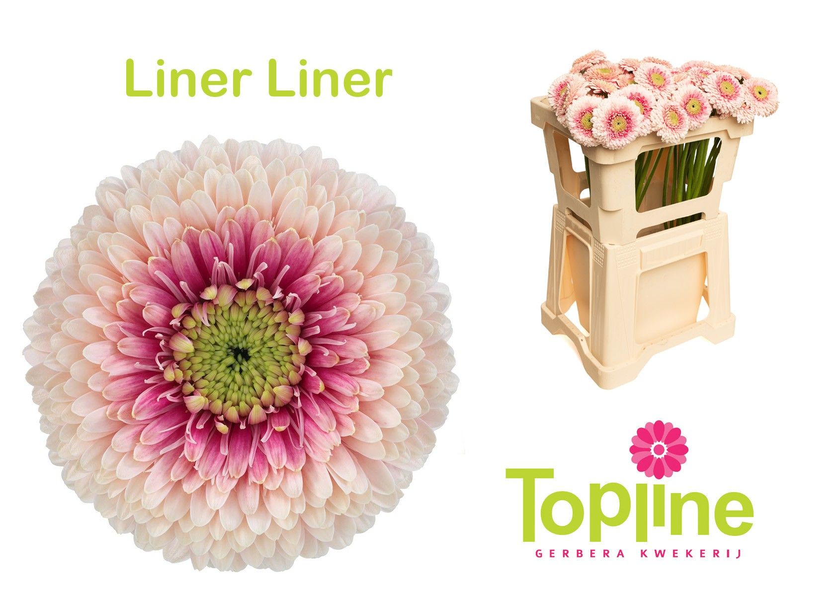 Гермини Помпон Болеро ЛайнерЛайнер, шт.