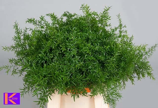 Аспарагус Квебе 40, шт.