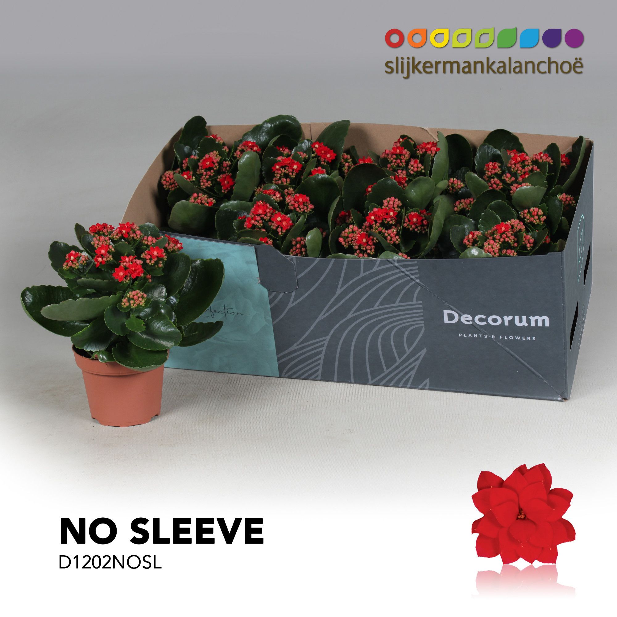 Kalanchoe No Sleeve - Red, D 12