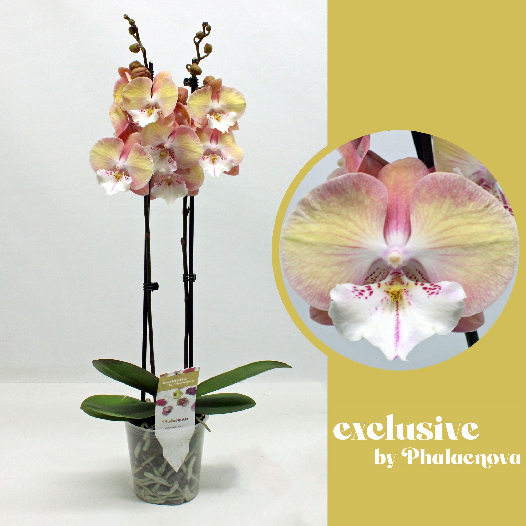 Tina 2-tak 50cm (RIJP), D 12 cm