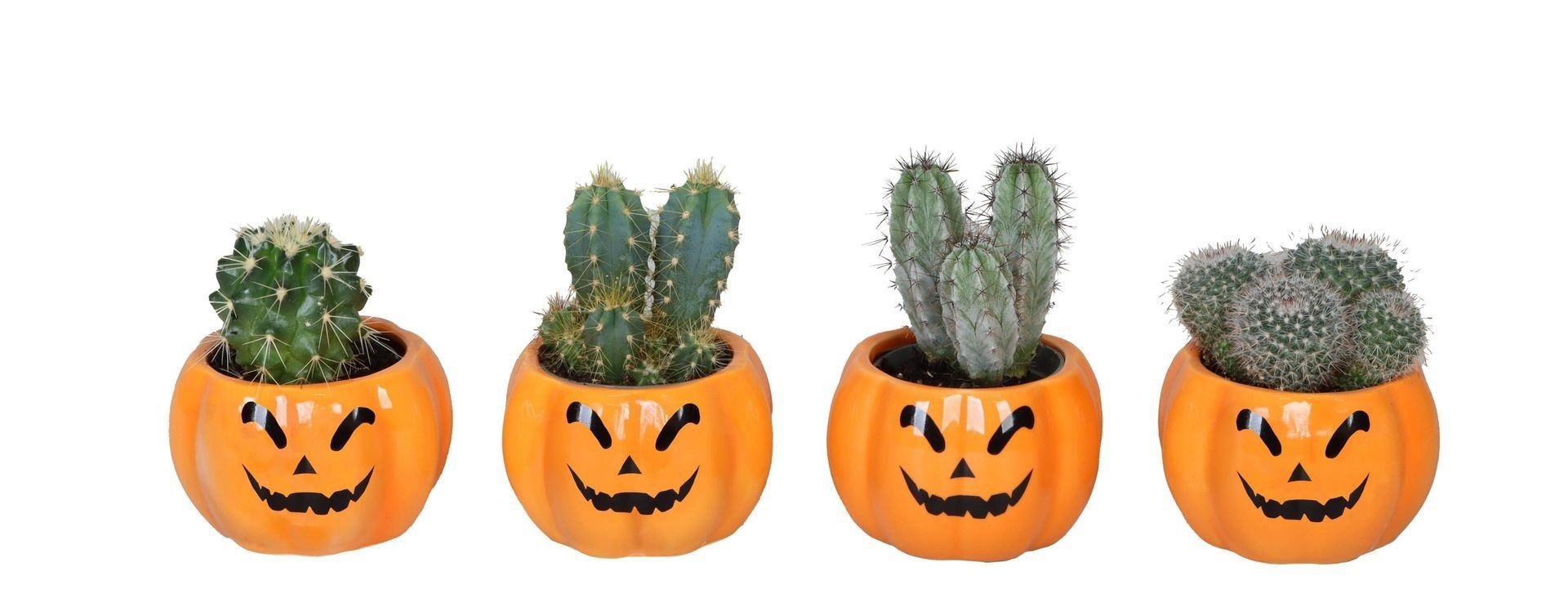 L 66469 With Cactus Mix 6 cm, D 6