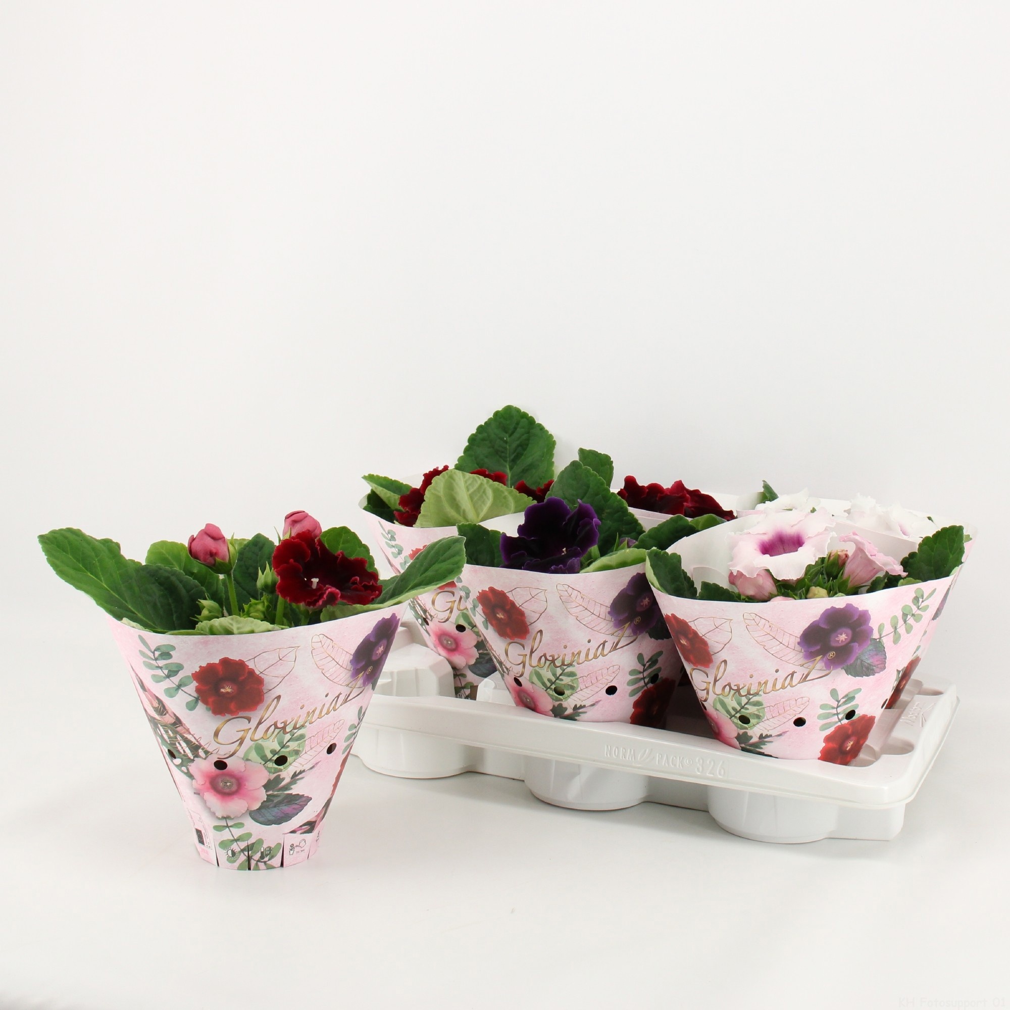 Sinningia / Gloxinia in Koker, D 12