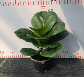 Фикус лировидный 9 25 (предзаказ)