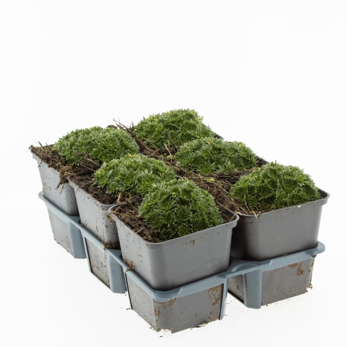 Saxifraga 'Pixie', D 9