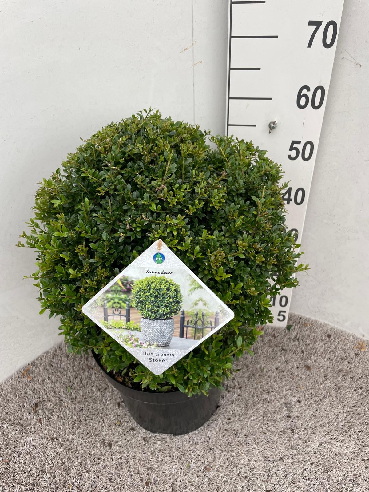 Ilex crenata Stokes 45 cm bol P30, D 30 cm