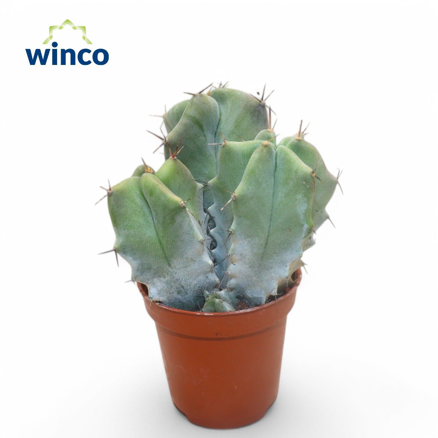 Ritterocereus Pruinosus, D 5,5