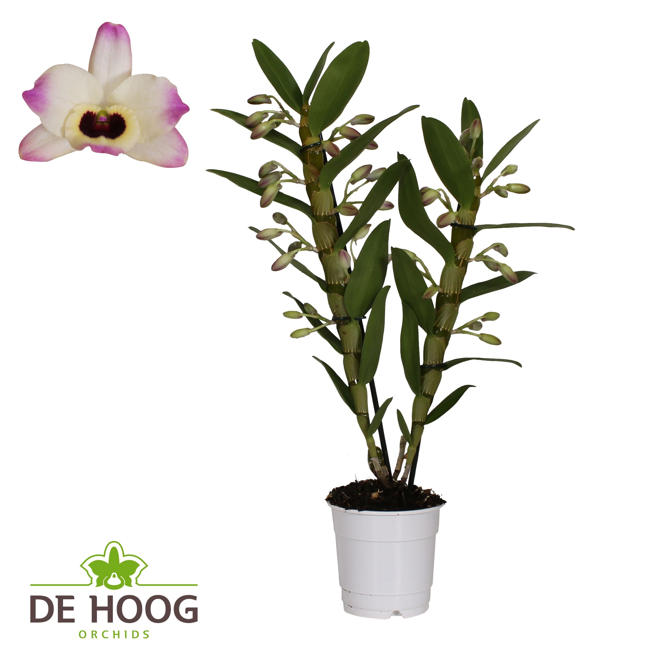 Dendrobium Nobile Sunny Eyes 2 stam 12+ tros De Hoog, D 12