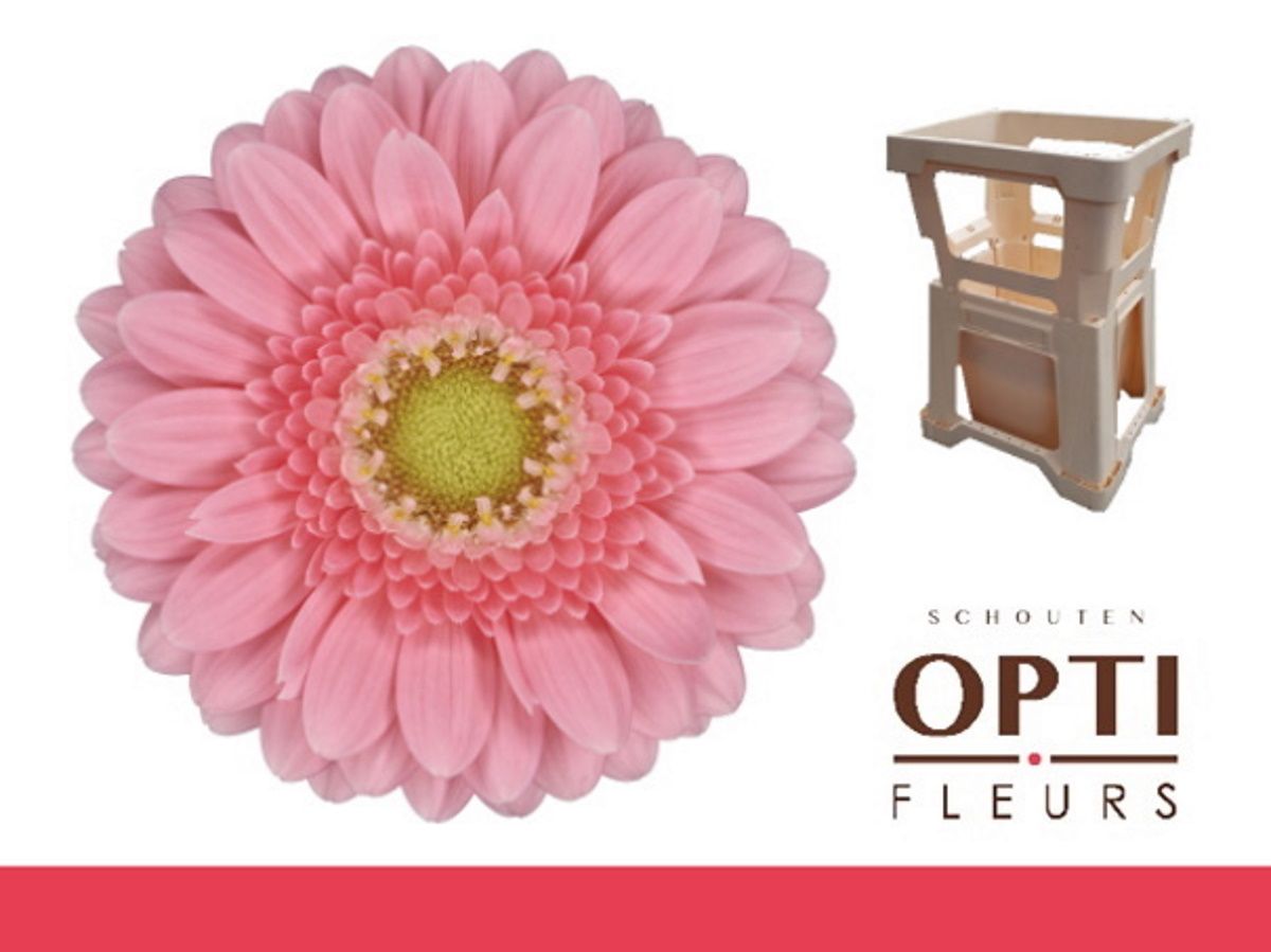 Гермини Джуна, шт.