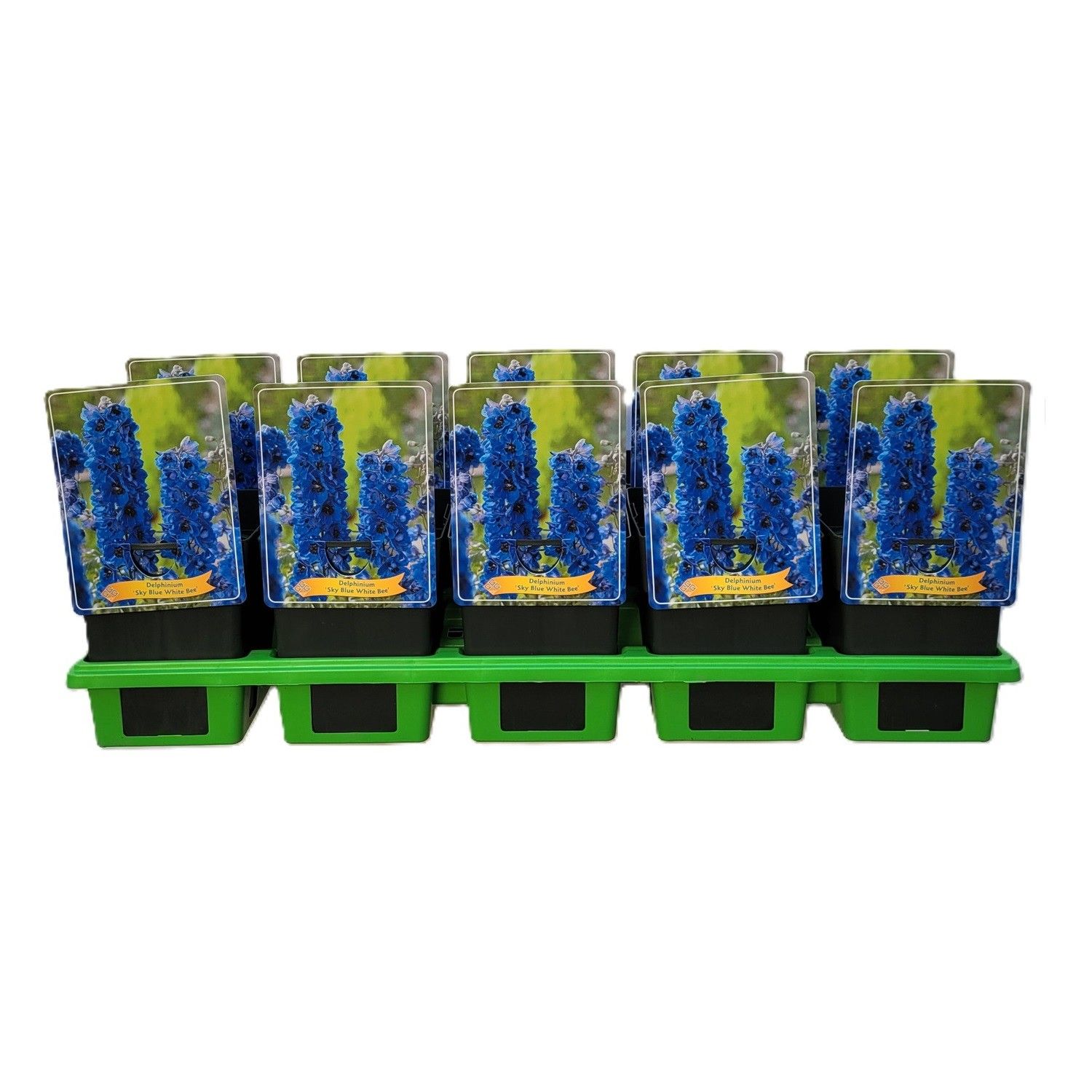 Delphinium 'Sky Blue White Bee' P11, D 11
