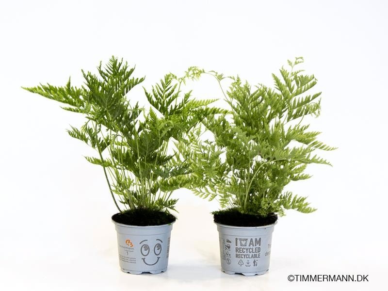 PTERIS DENTATA 'STRAMINA', D 9 cm