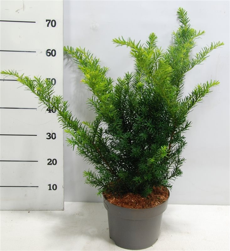 Taxus media 'Farmen', D 23