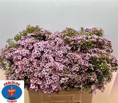 Шамелациум Юпитер Солар 60 (светло-роз.), шт.