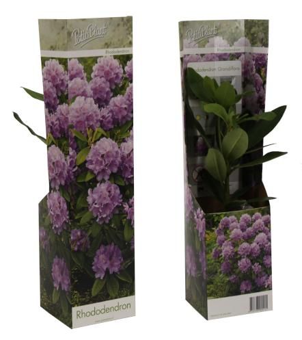 Rhododendron Catawbiense purple, D 9