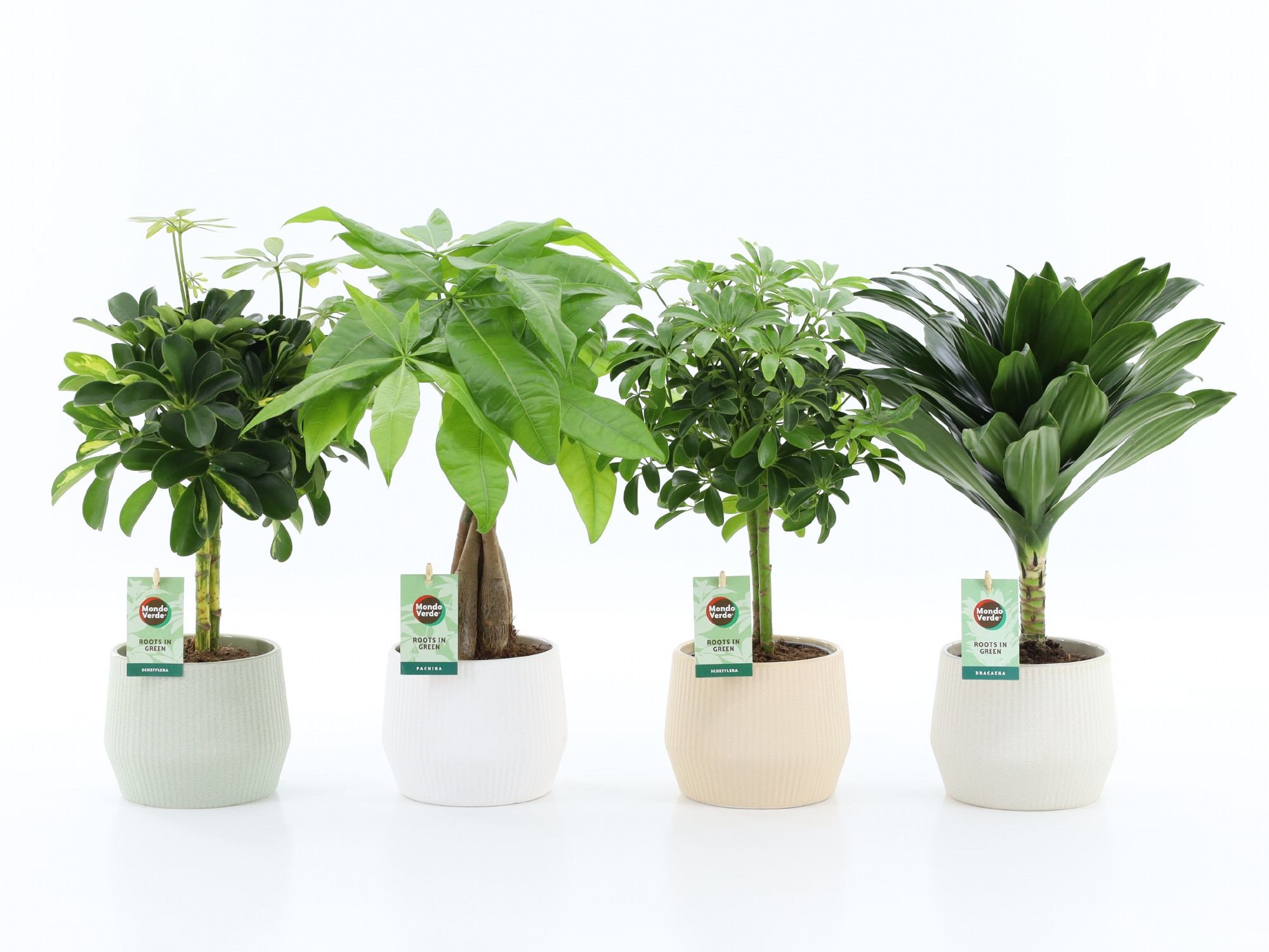 Stammenmix in Sandy keramiek, D 15