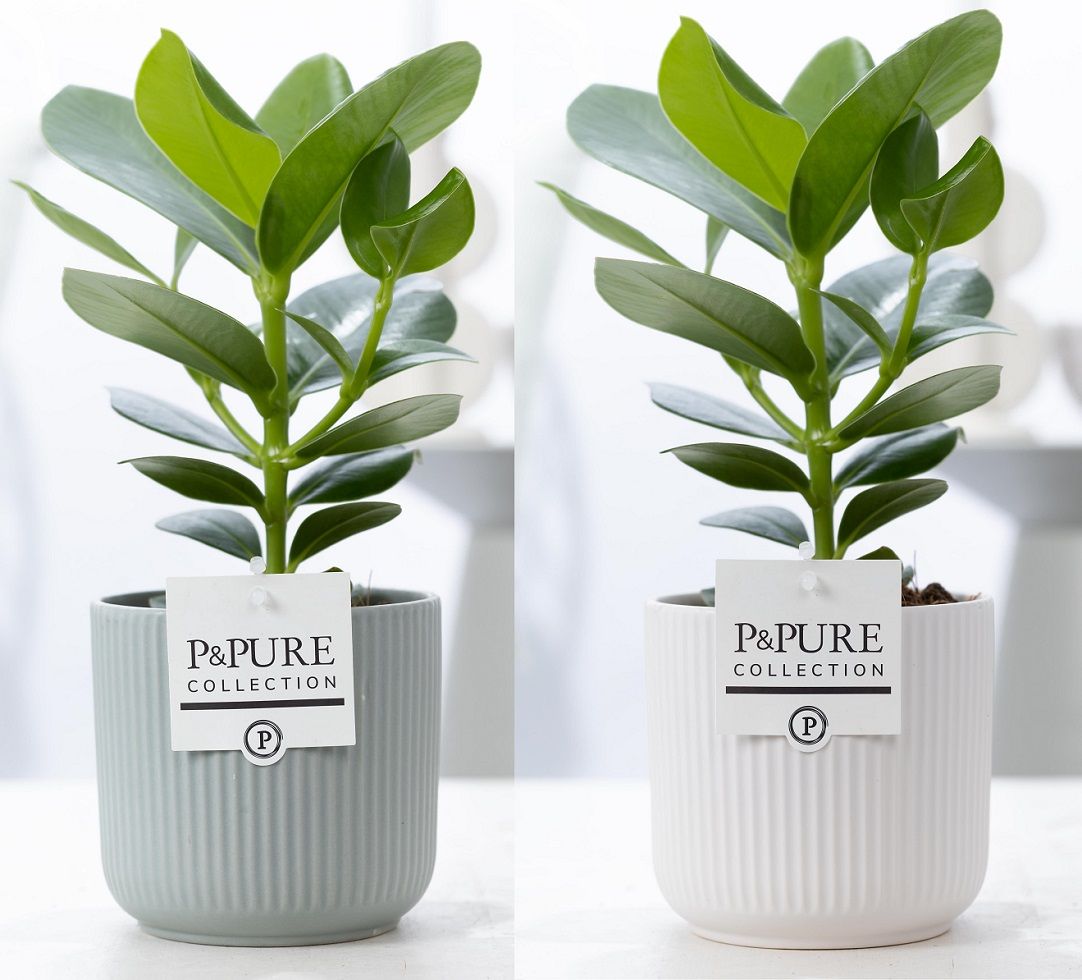 Clusia Rosea Princess in P&PURE Sophie ceramics ass. 2, D 12