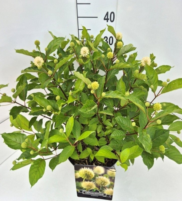 Cephalanthus occidentalis, D 29 cm Cephalanthus occidentalis, D 29 cm