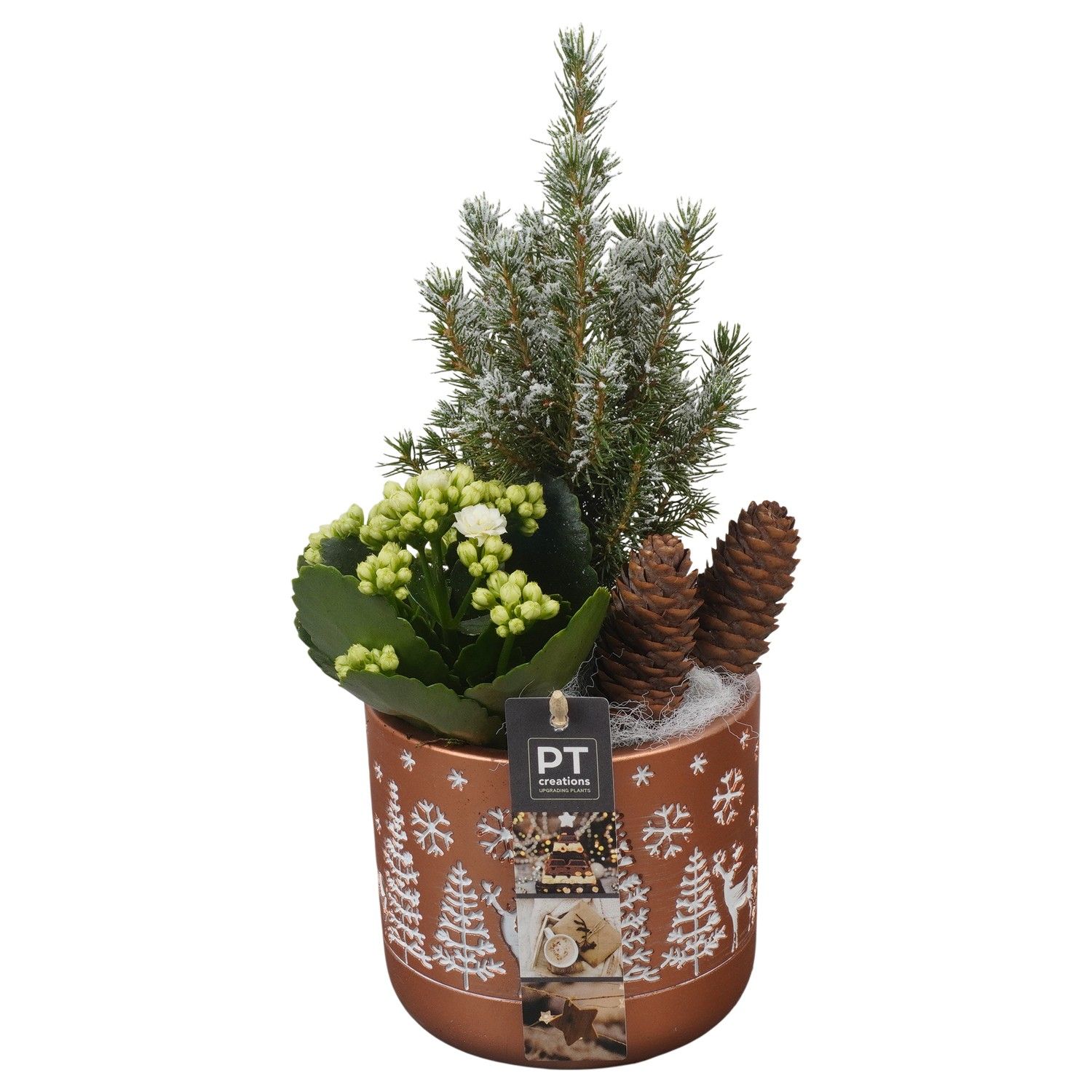 PTCHB9764 Arrangement Christmas Bronze in beton pot, D 12 cm