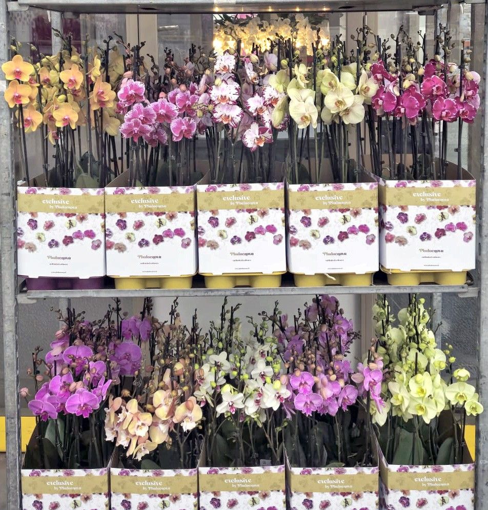 Op kleur 15 kleuren deen 2 tak 70cm, D 12 cm