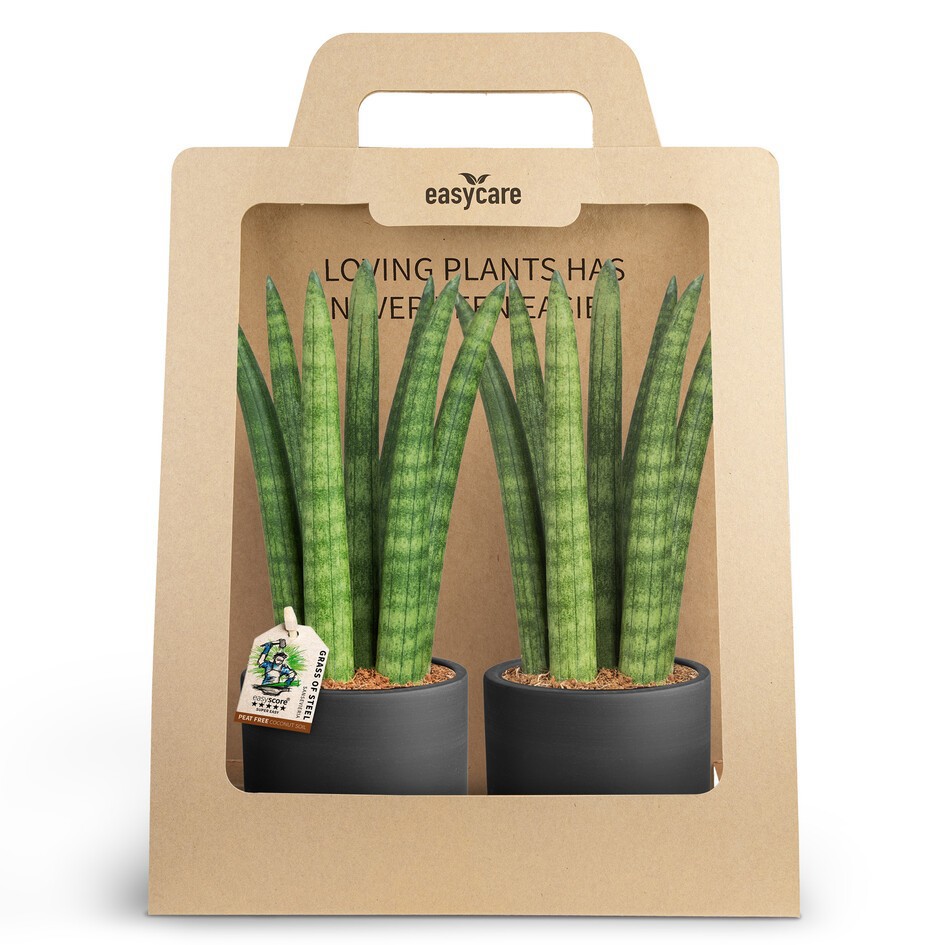 SANSEVIERIA 30990009 2-Pack WB Black, D 10