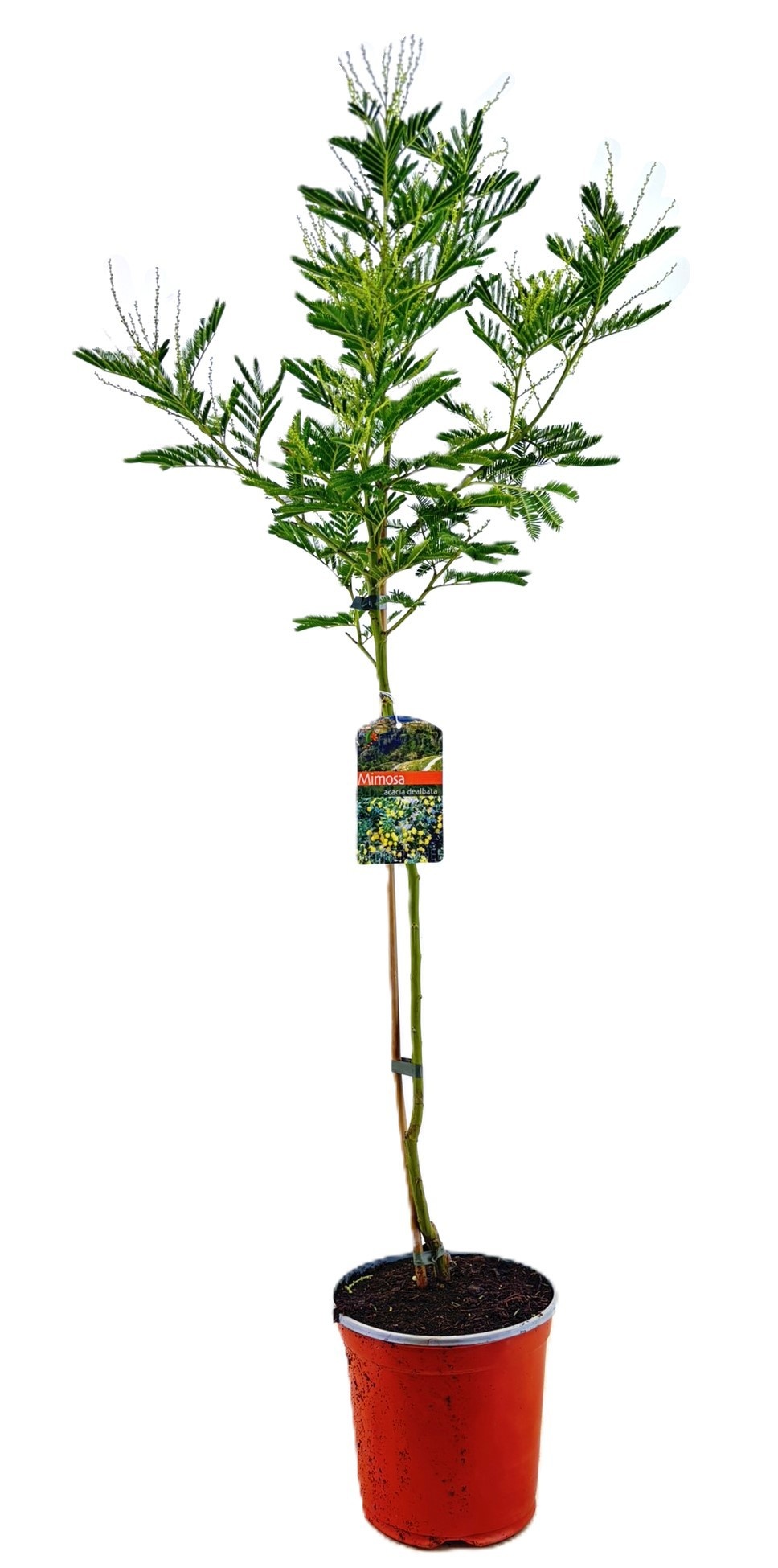 Mimosa acacia dealbata, D 19 cm