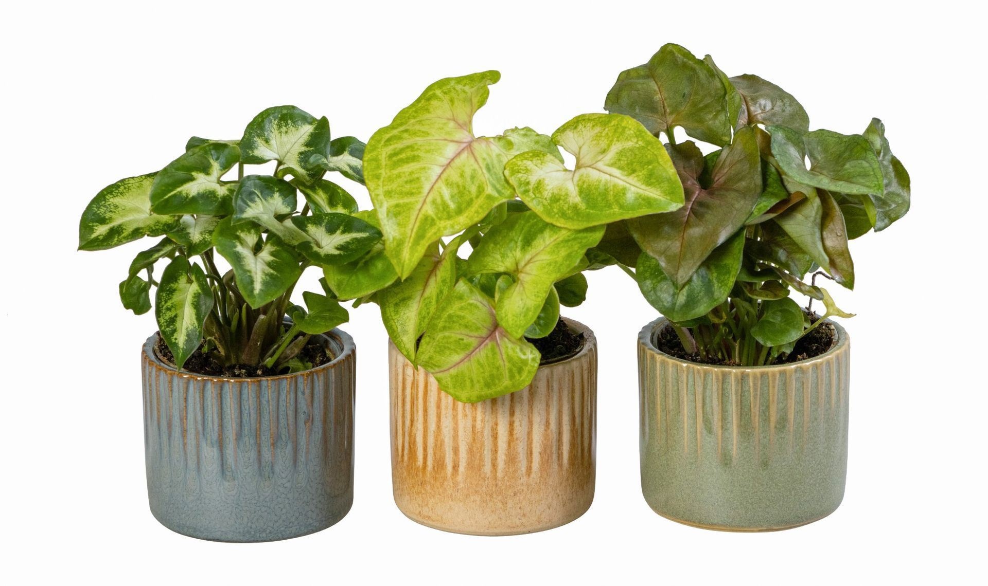 L 66032 With Syngonium Mix 6 cm, D 6