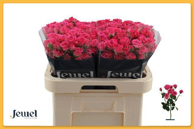 Роза куст. Лавли Лидия 60 (ярко-роз.), шт.