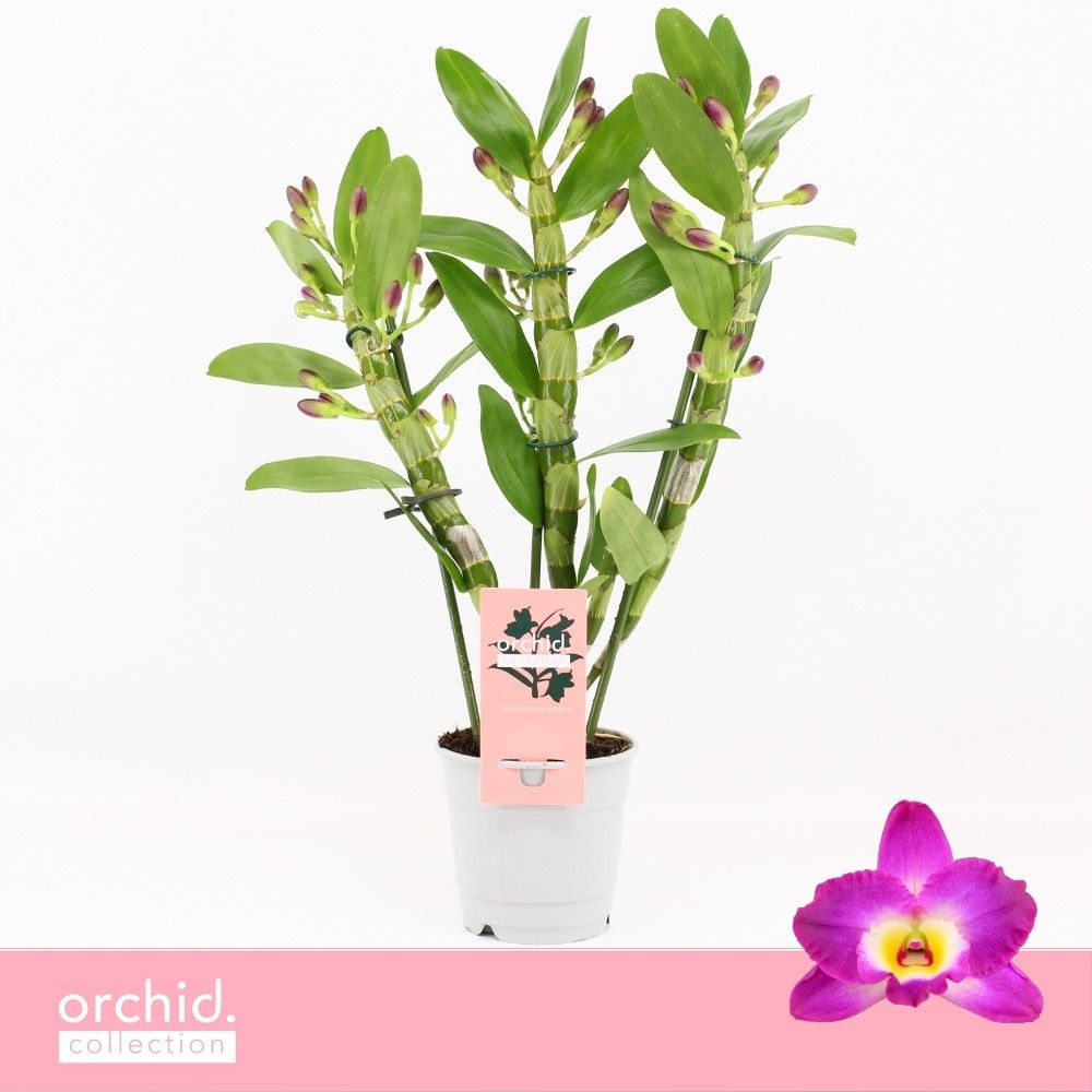 Dendrobium Nobilé, Akatsuki 3-spike Compact 'Orchid Collection', D 12