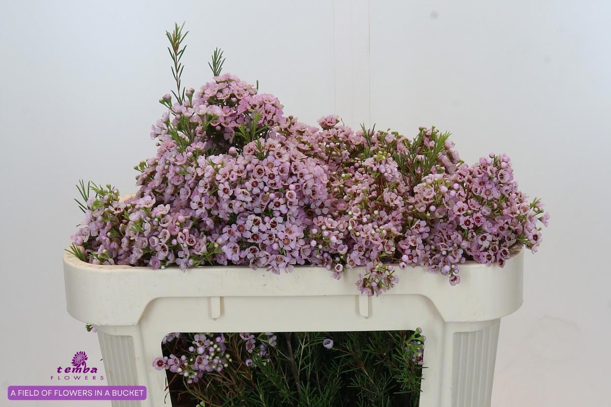 Шамелациум Титан 70, шт.