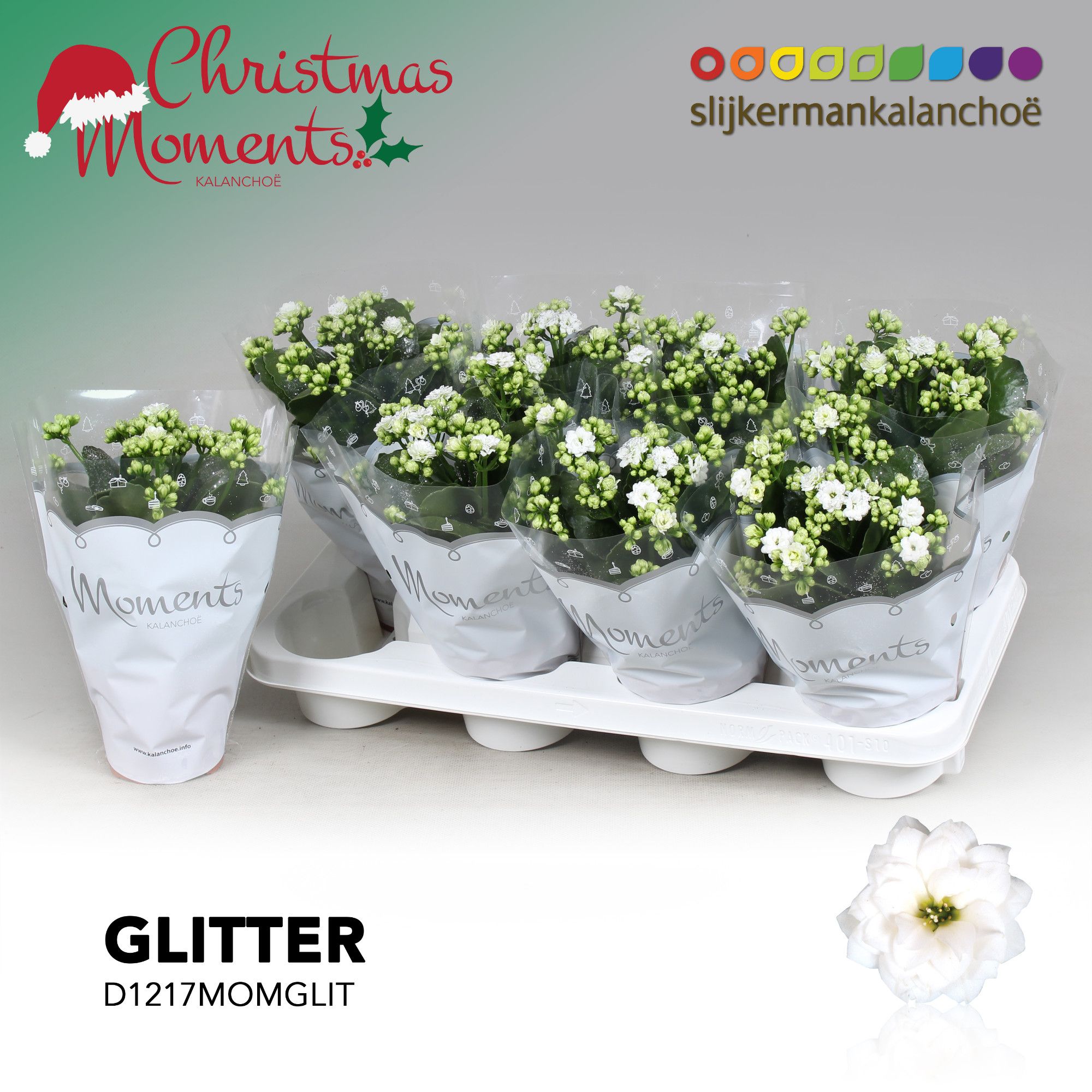 Kalanchoe Moments - White with glitter - kerst, D 12 cm Kalanchoe Moments - White with glitter - kerst, D 12 cm