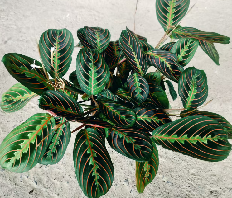 Калатея ред-веинед Лифхоппер 16 35