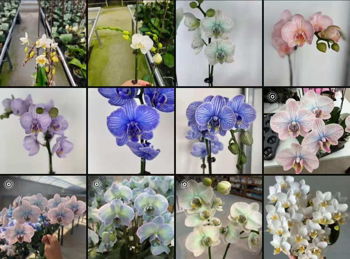 Фалаенопсис Чинесе Микс 1 п 12 45-75 12 45 (WG1400)