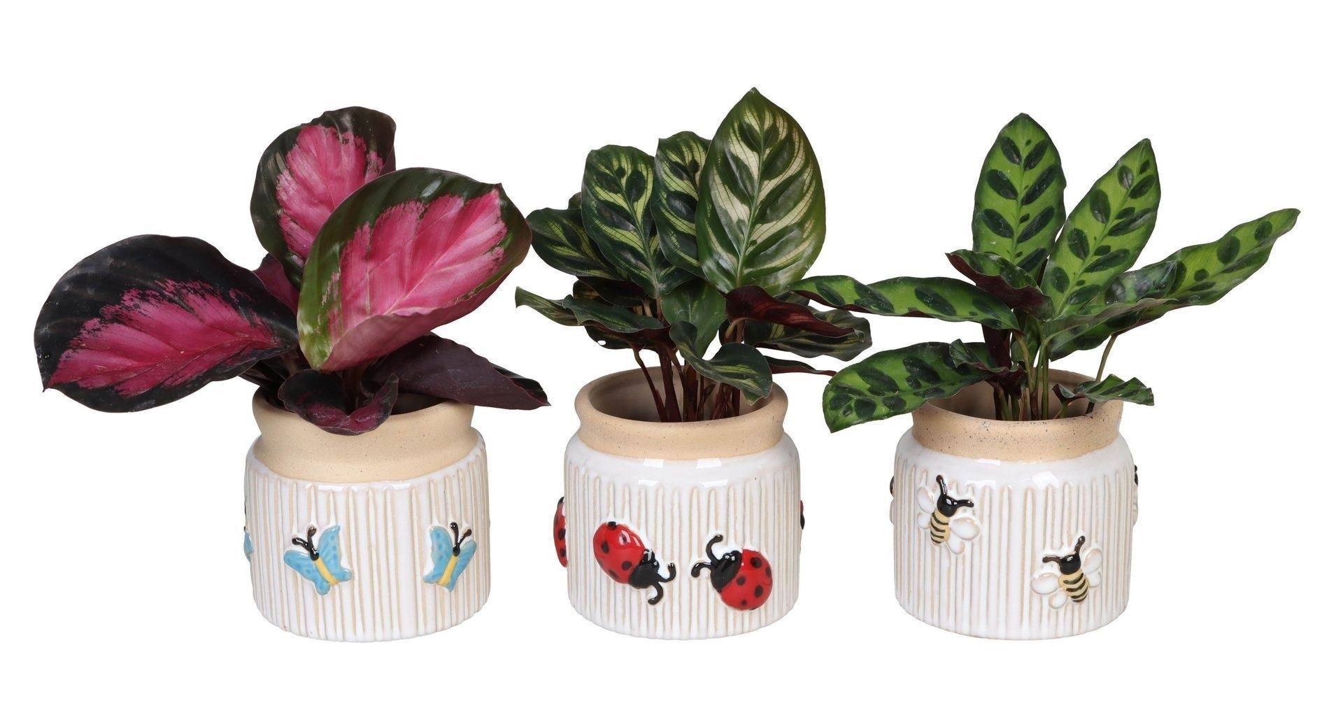 L 66631 with Calathea Mix 6 cm, D 6