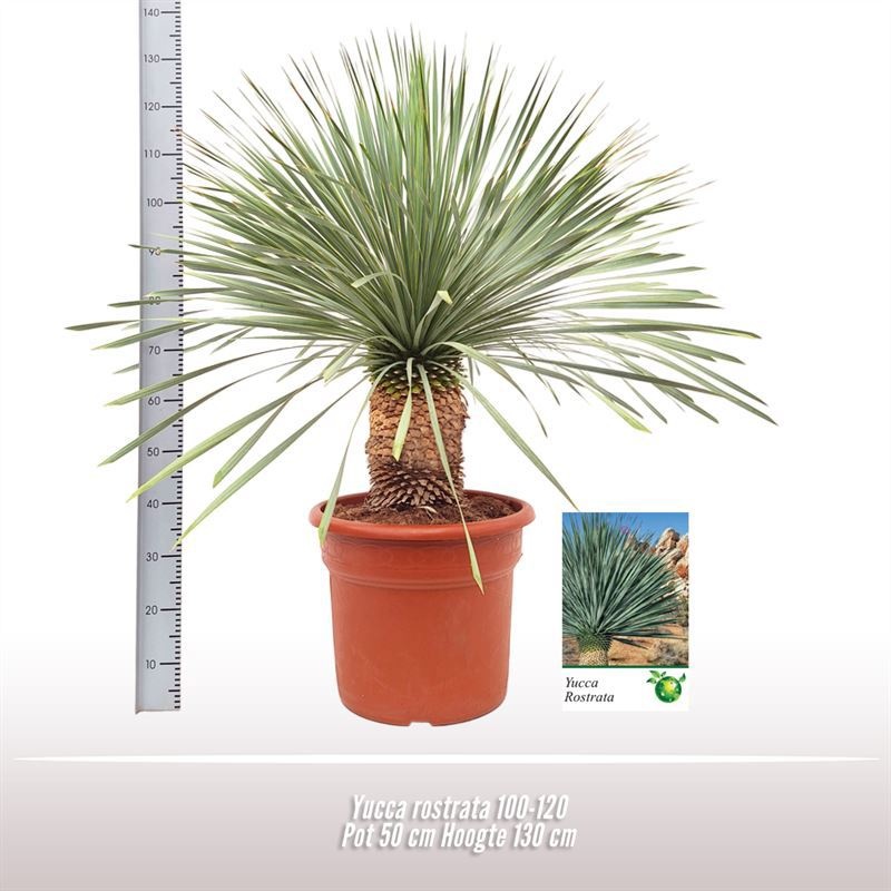 Yucca rostrata, D 60