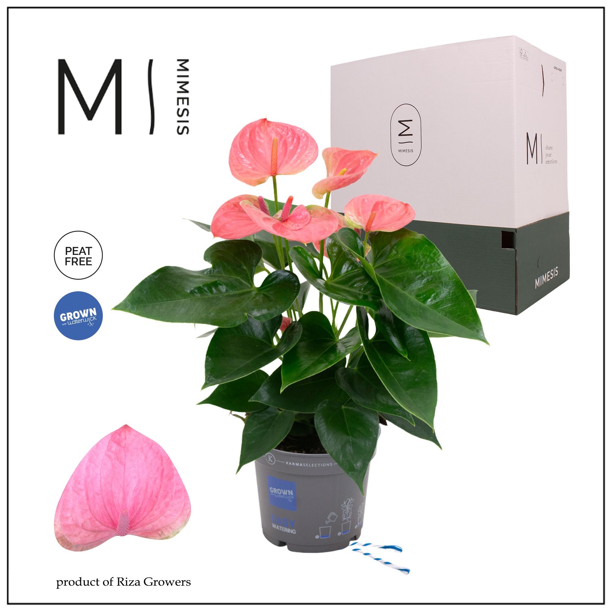 Mimesis Anthurium KARMA Pink - 12cm, D 12