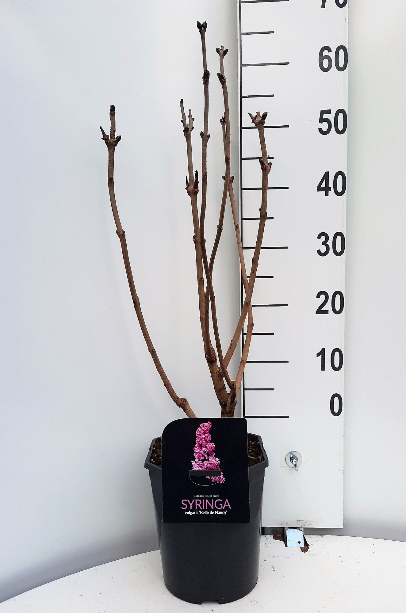 Syringa vulgaris Belle de Nancy, D 21