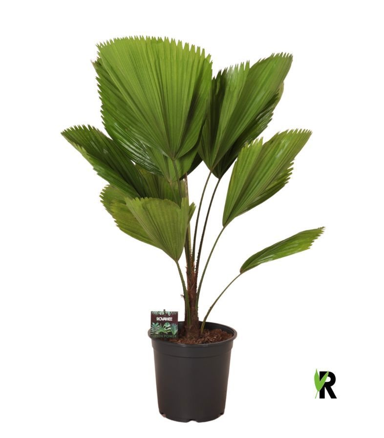 Licuala grandis, D 24