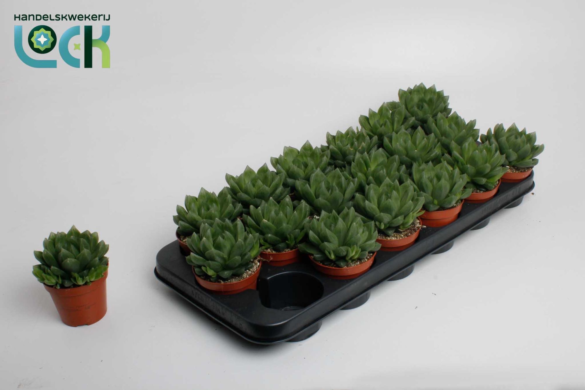 Haworthia Cooperii, D 8,5