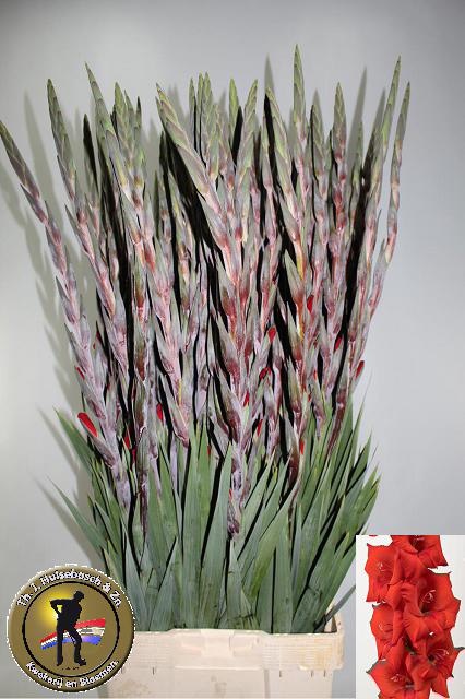 Гладиолус Костелло 120, шт.