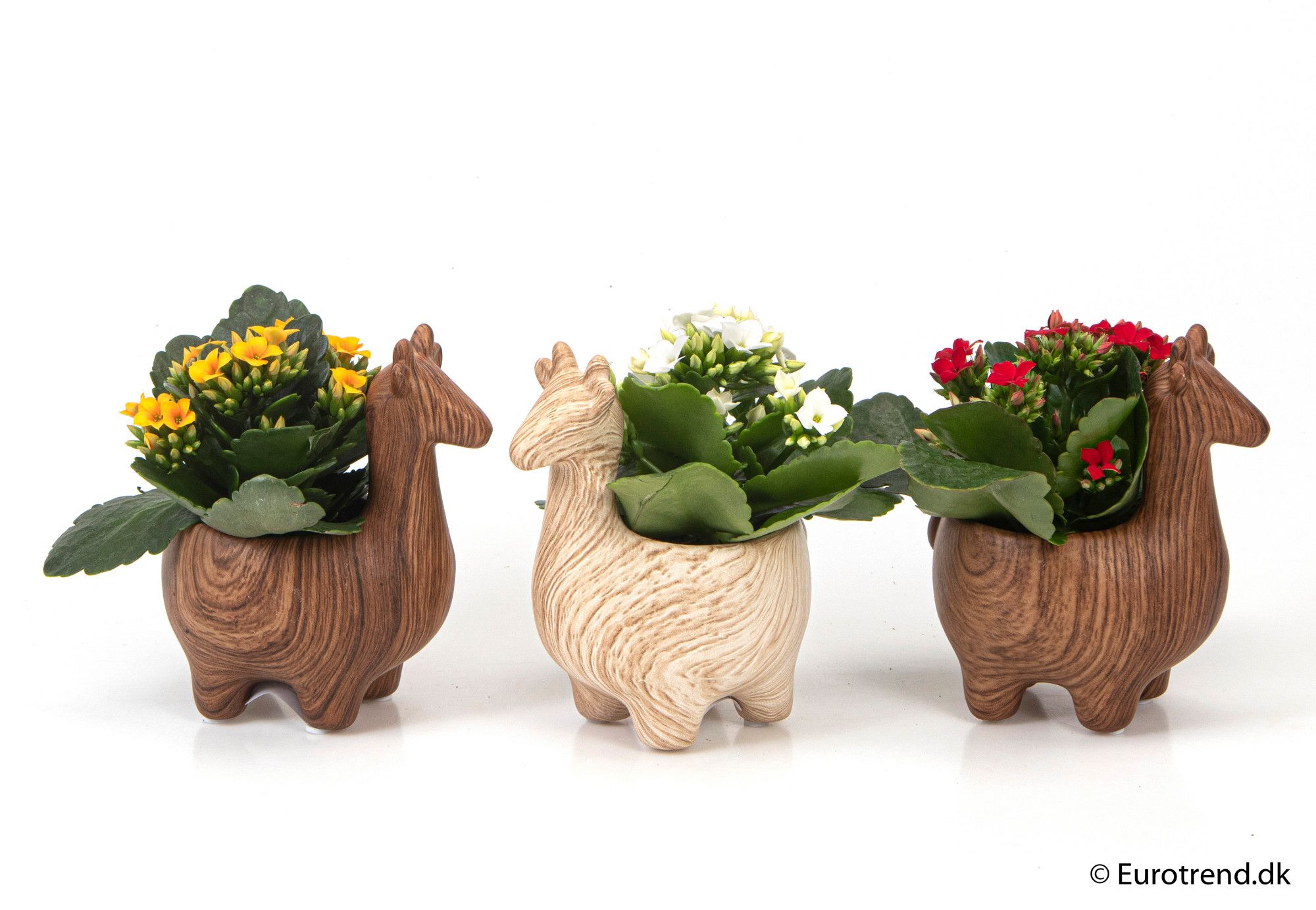 Kalanchoe in ceramic - New Look 2025, D 6 cm Kalanchoe in ceramic - New Look 2025, D 6 cm